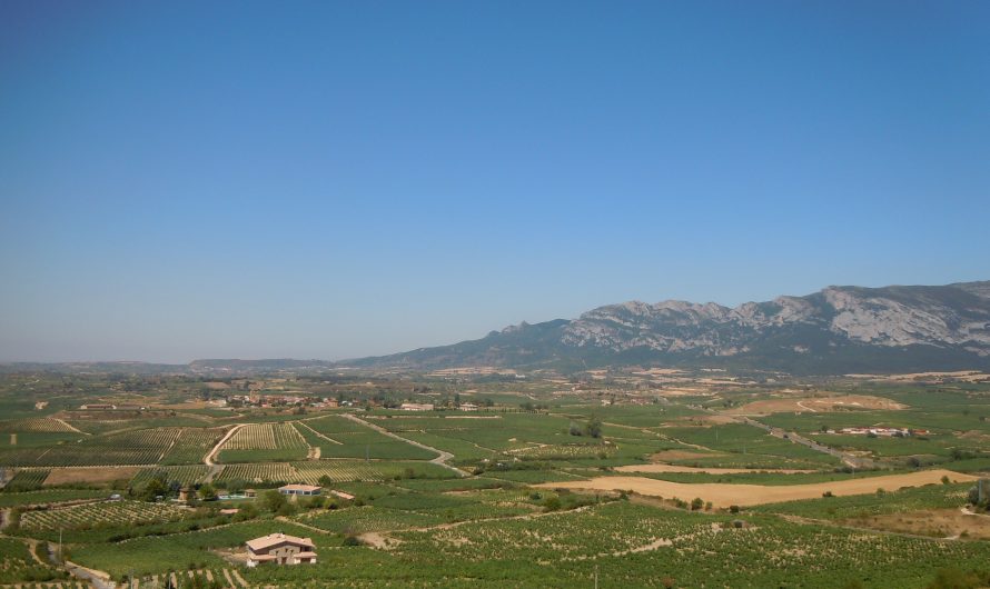 Cuándo es la vendimia en La Rioja